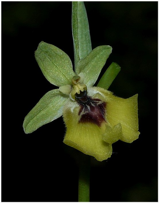 Ophrys lacaitae(con lusus)